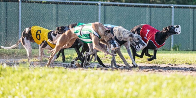 Greyhound betting